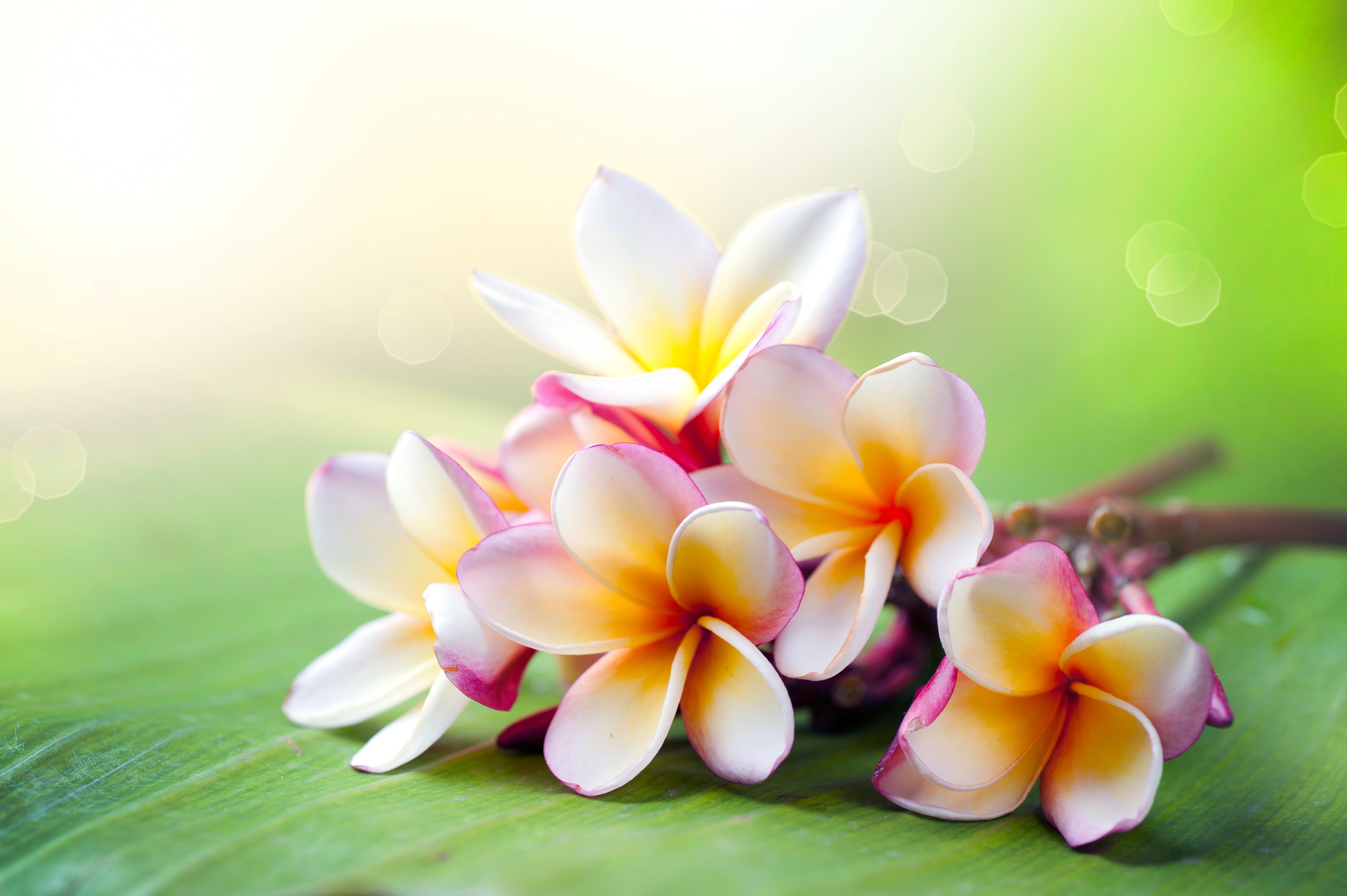 Shutterstock 105517121