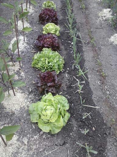 Salades