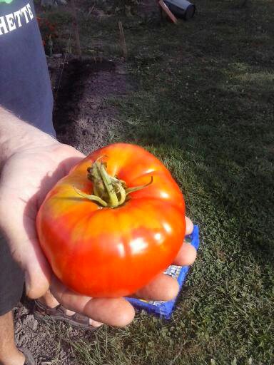 Tomate charnue