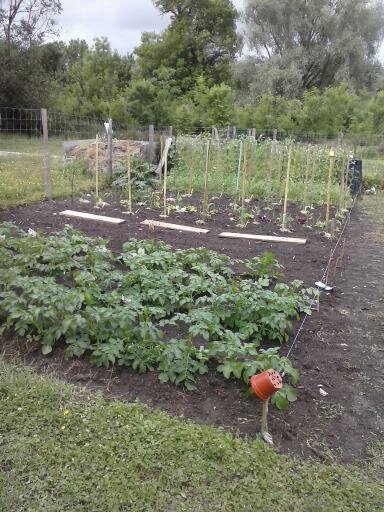 Jardin en formation