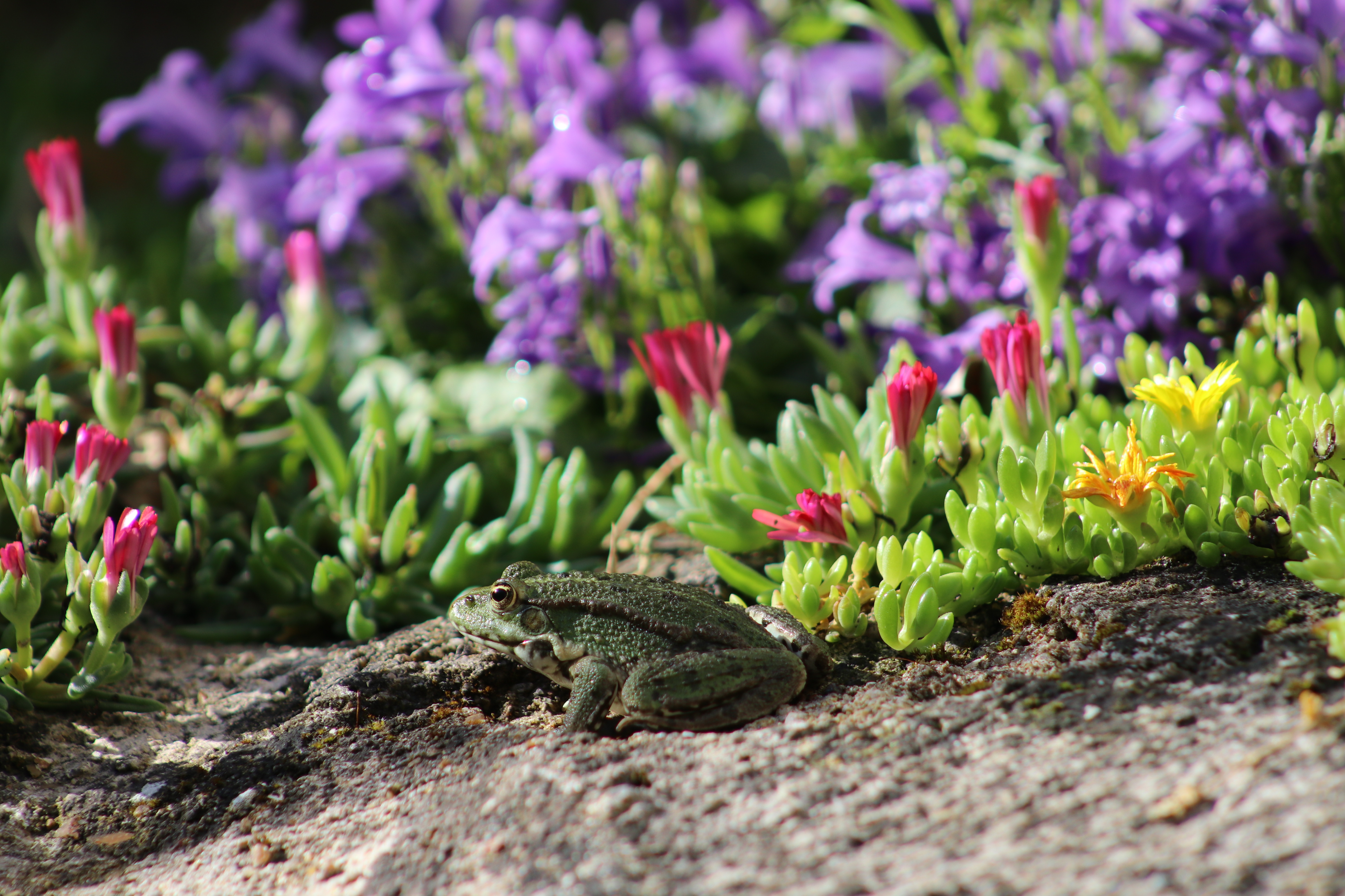 grenouille plantes grasses delosperma