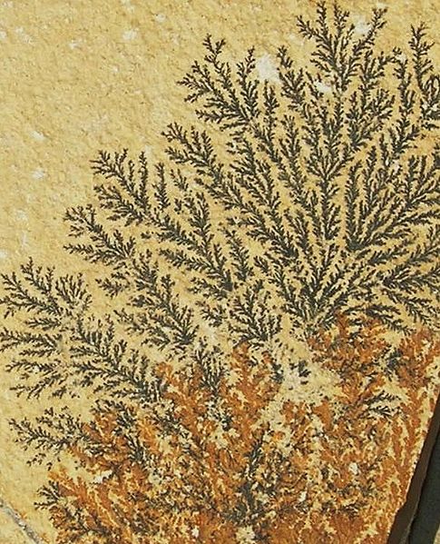 485px dendrite grece 
