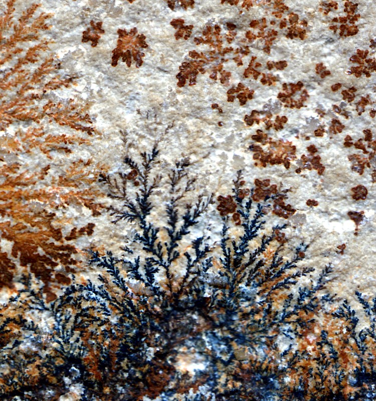 52221084 dendrite