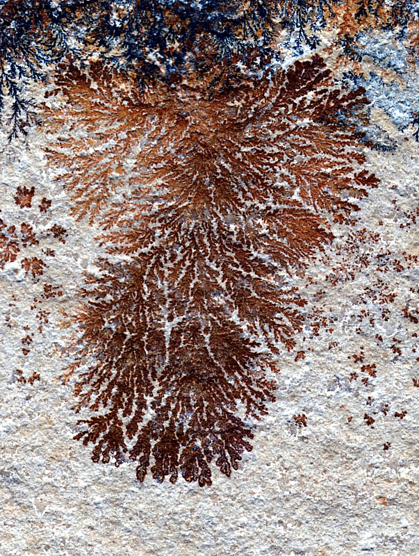 52271812 dendritedepyrolusite