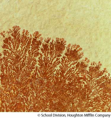 Dendrite