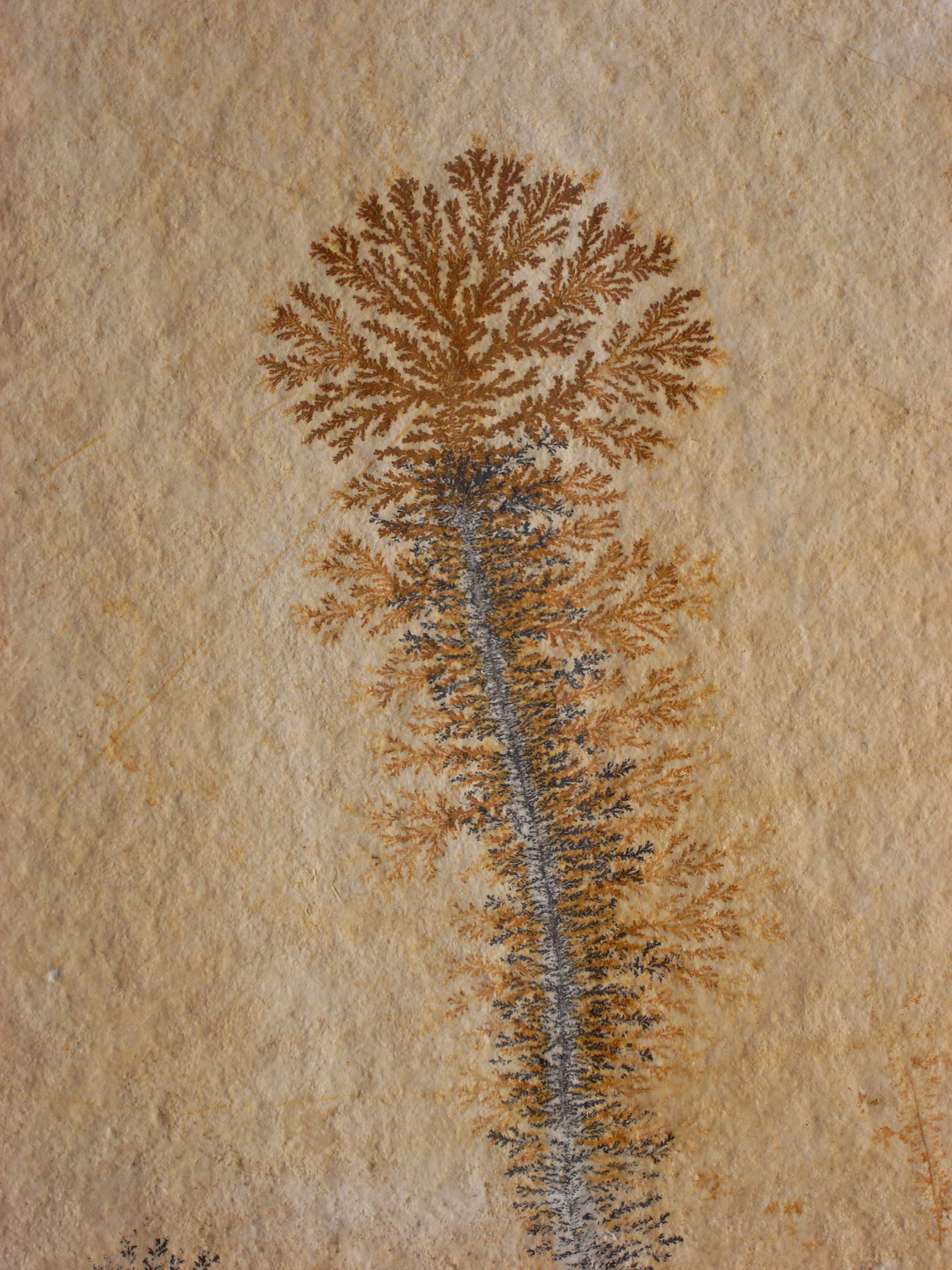 Dendrite solnhofen