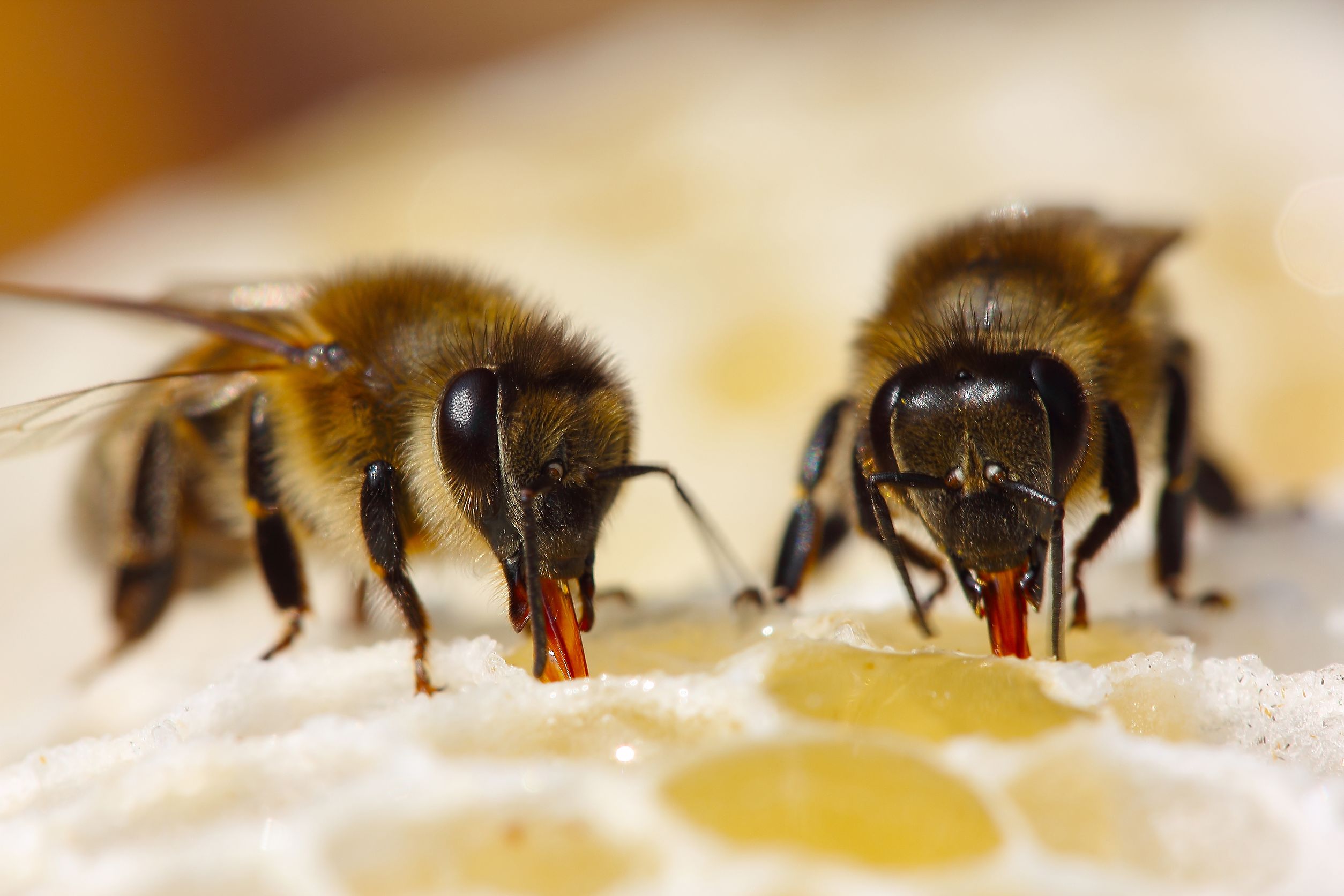 Comment le nectar de fleurs devient miel?