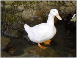 Canard