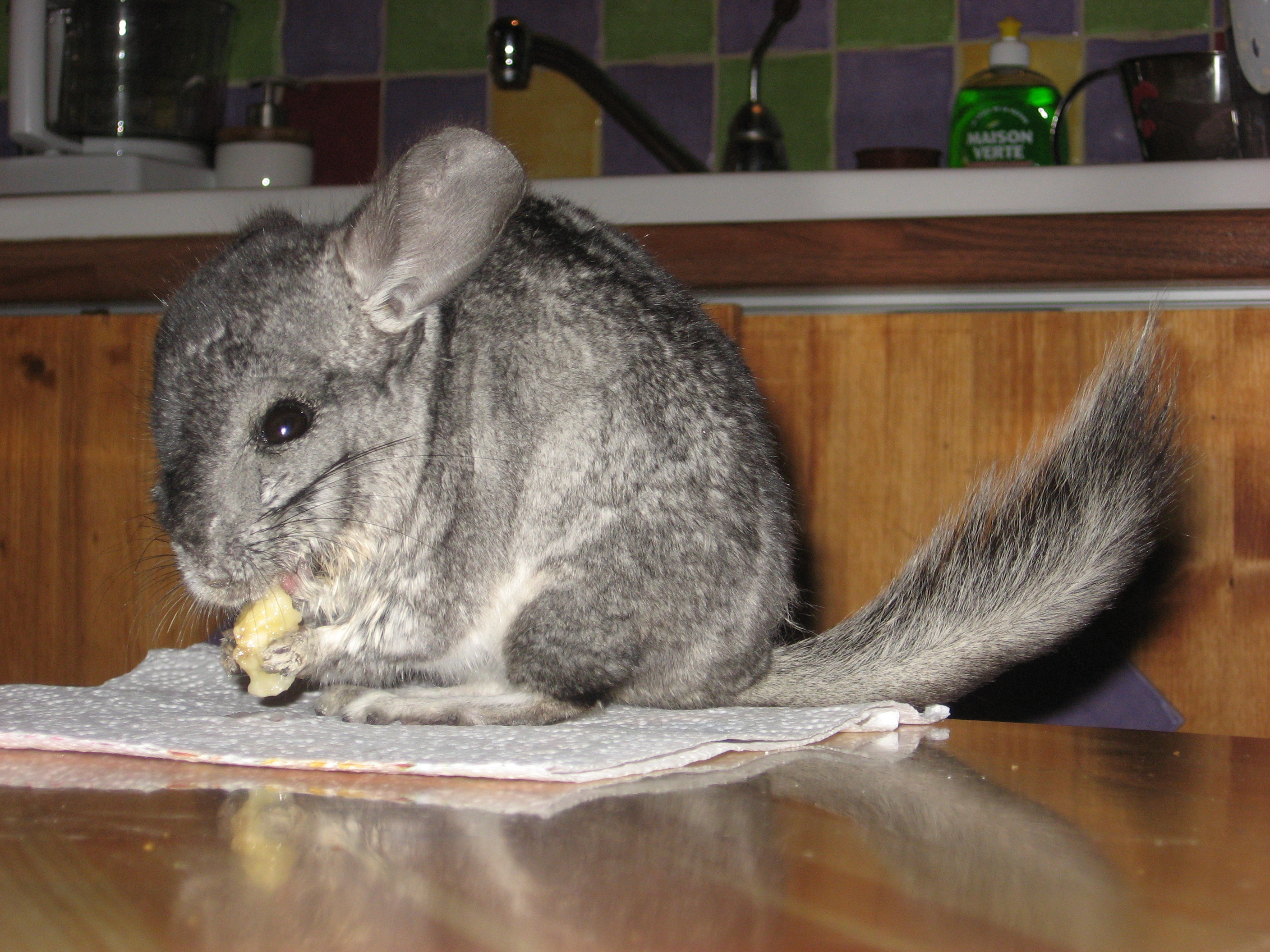 Chinchilla