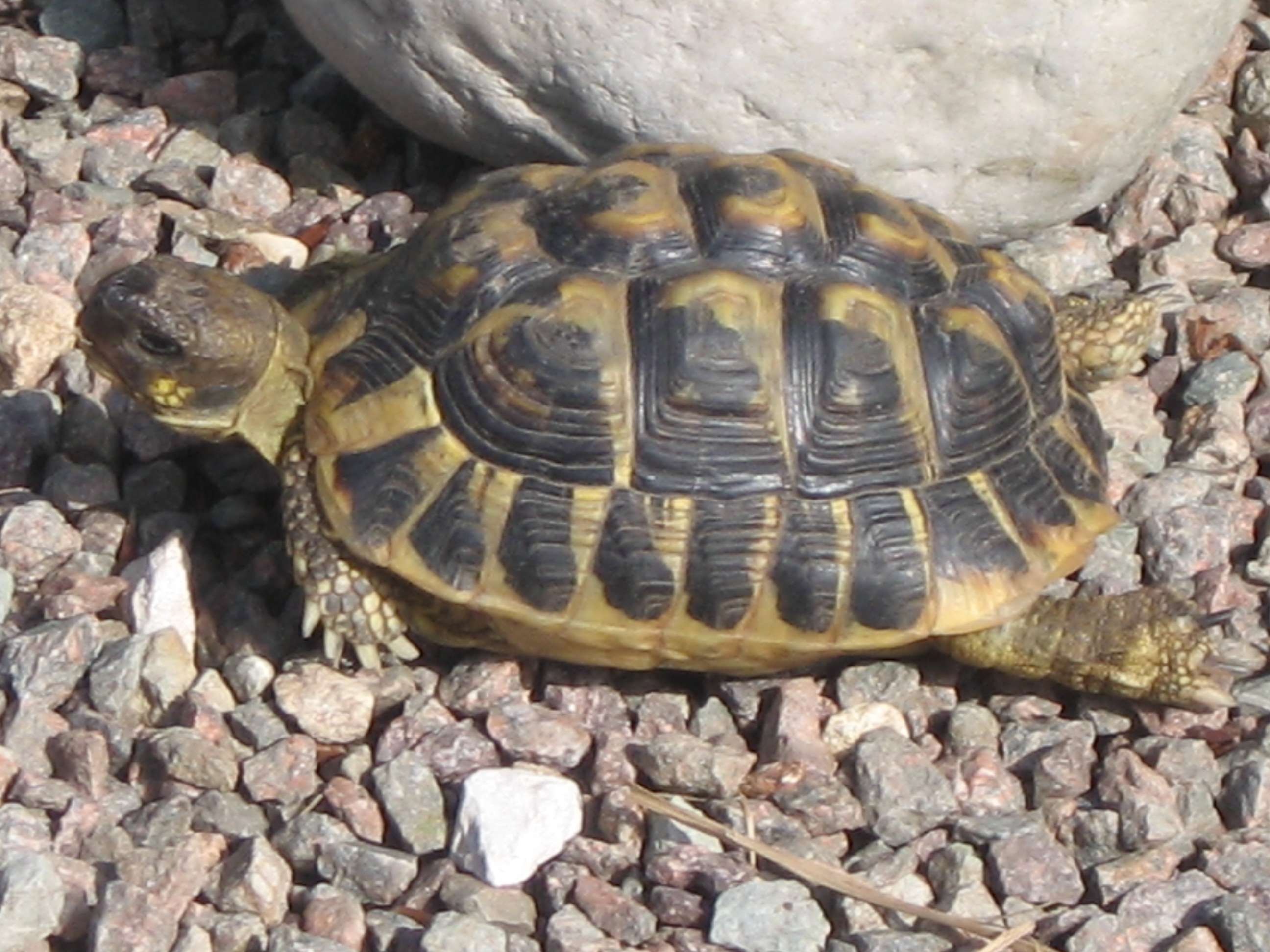  La tortue Marcel 