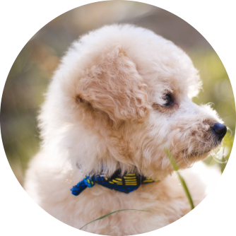 Chien site