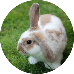 Lapin site