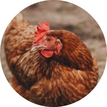 Poule site