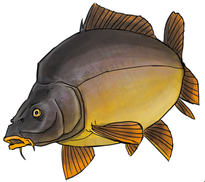 Carpe 300x266