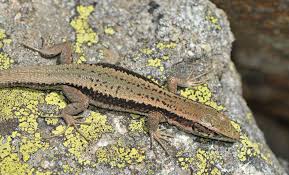 Lezard montagnard