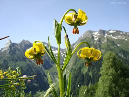 Lis des pyrenees