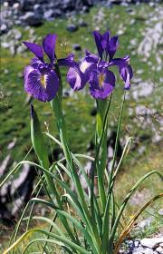 Iris