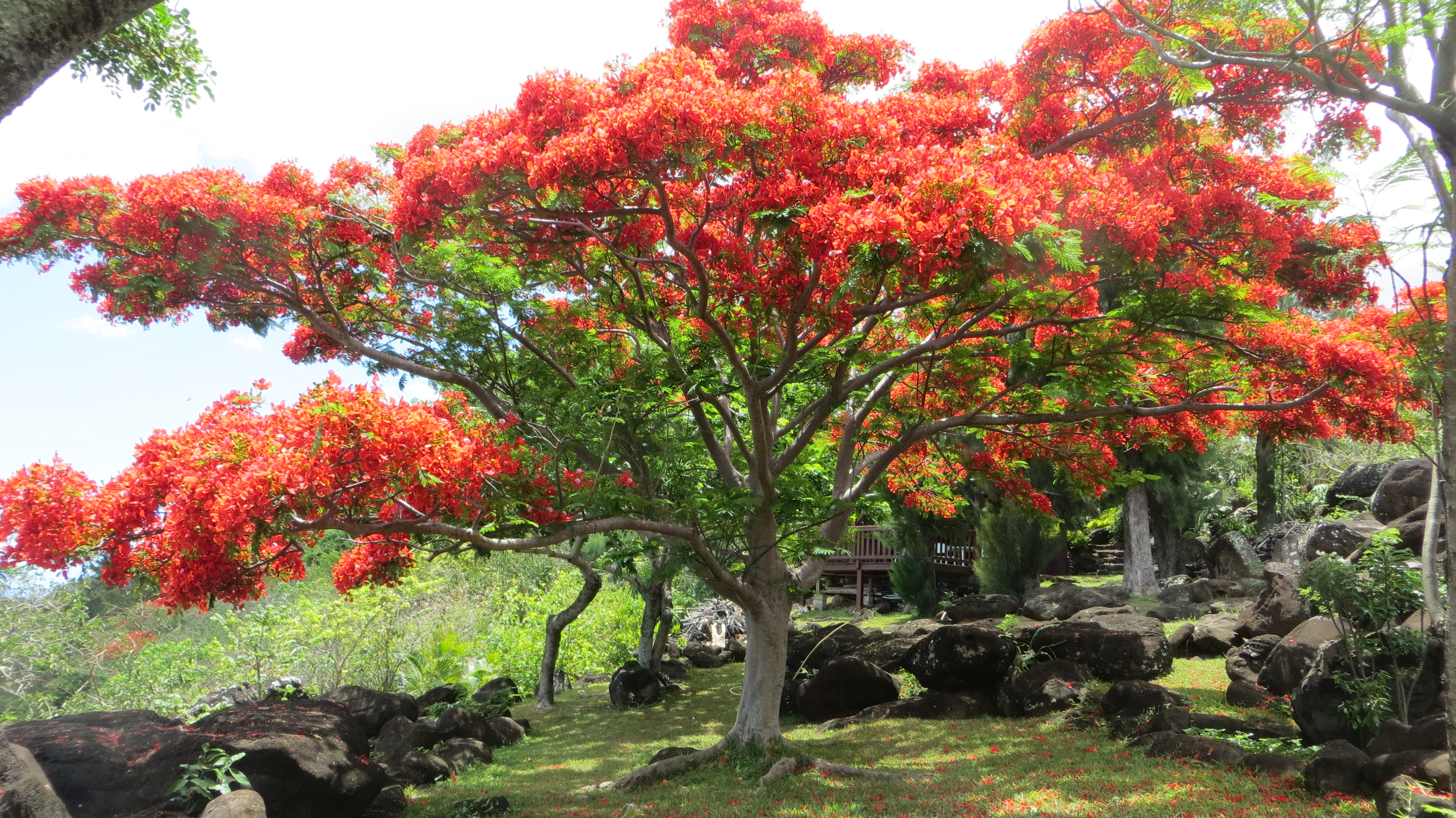 14 flamboyant