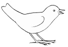 Oiseau