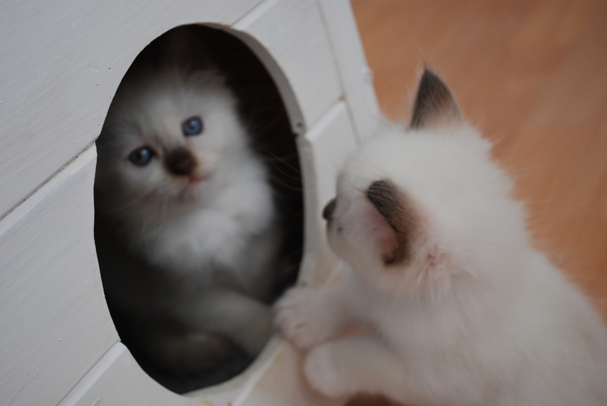 Chaton miroir