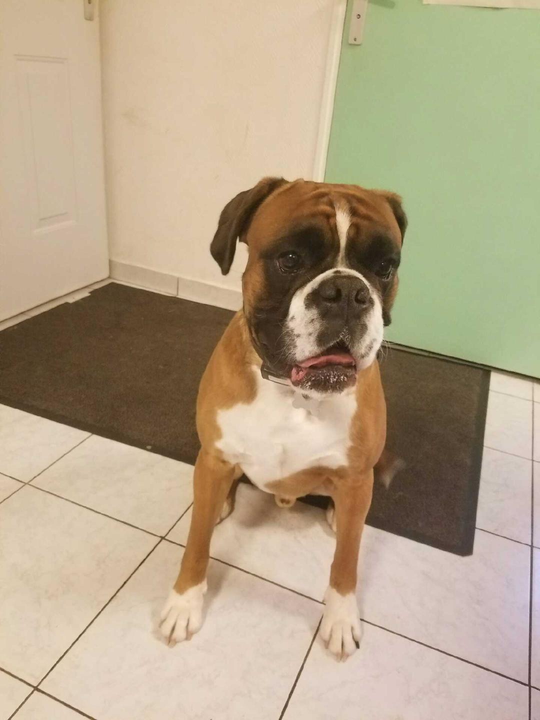 Boxer