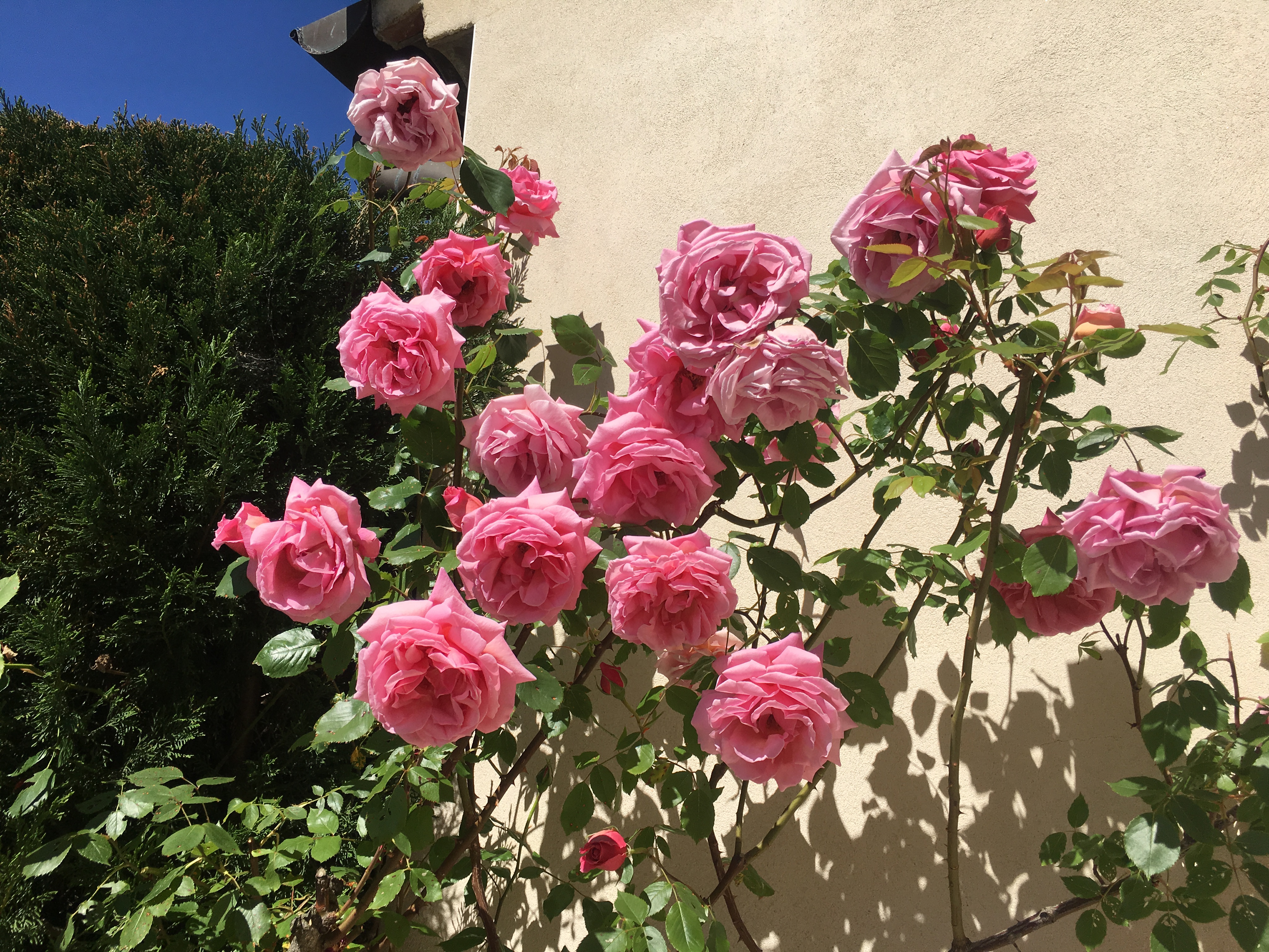 Rosier bastide andre a 2