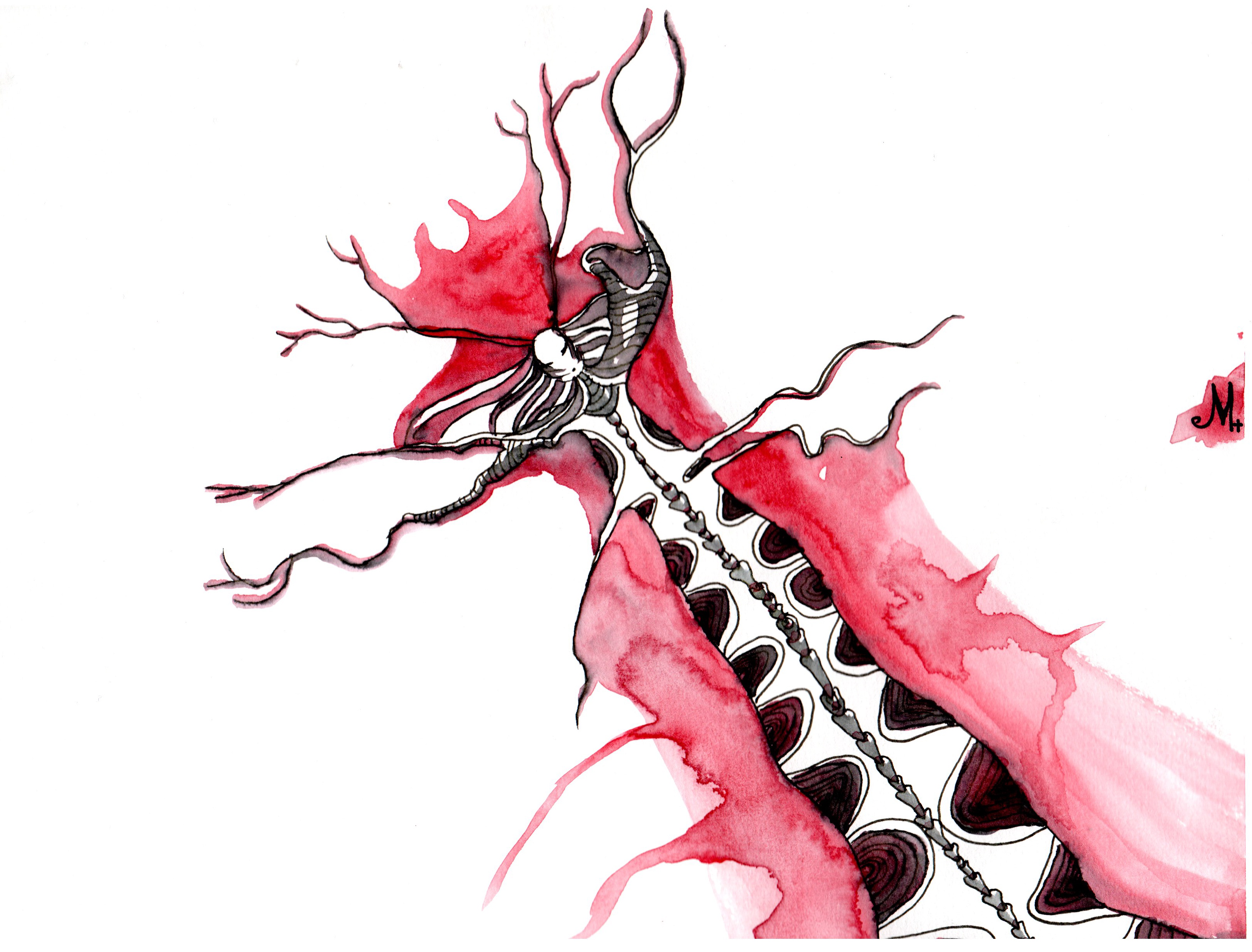 Scarabe e
