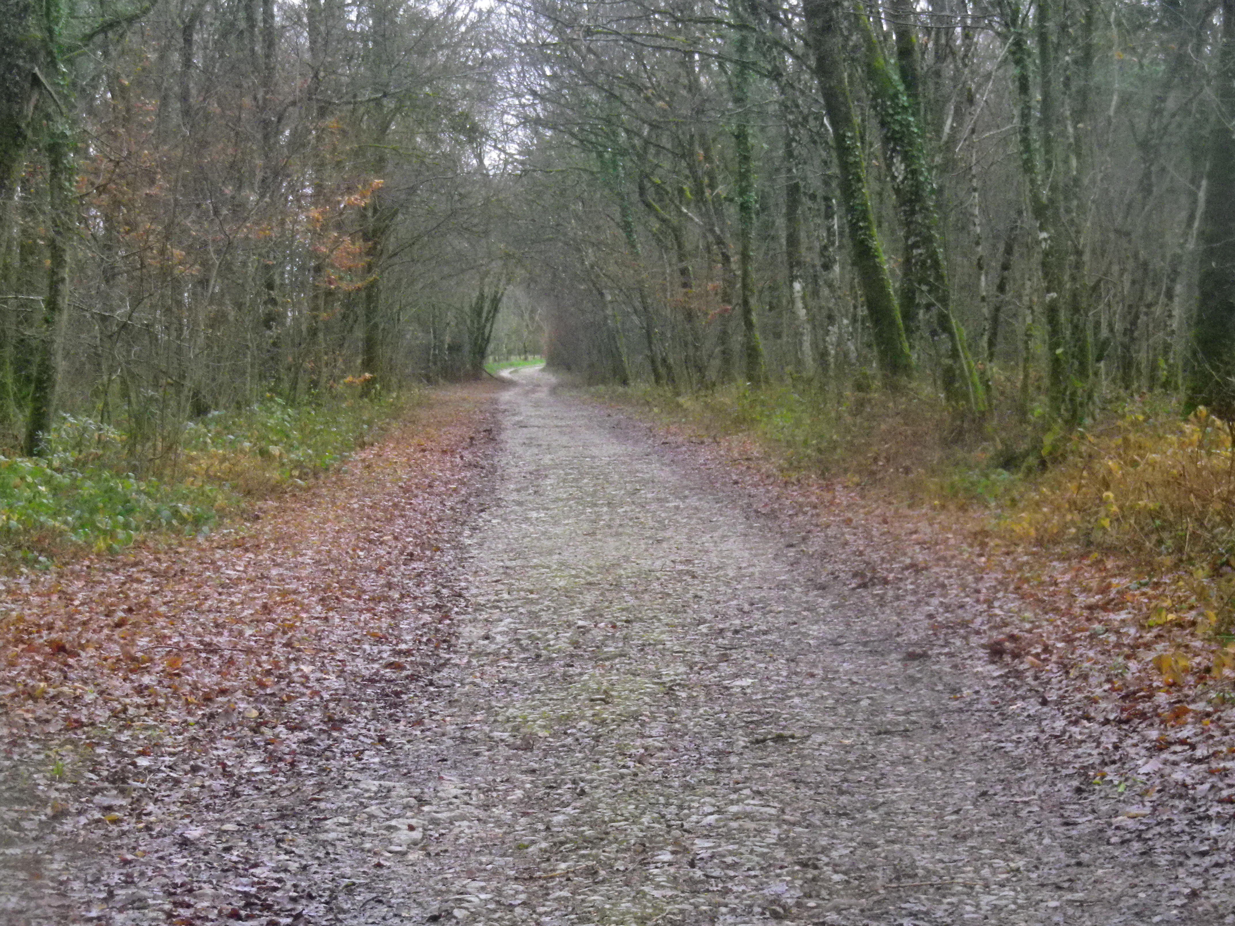 Foret 