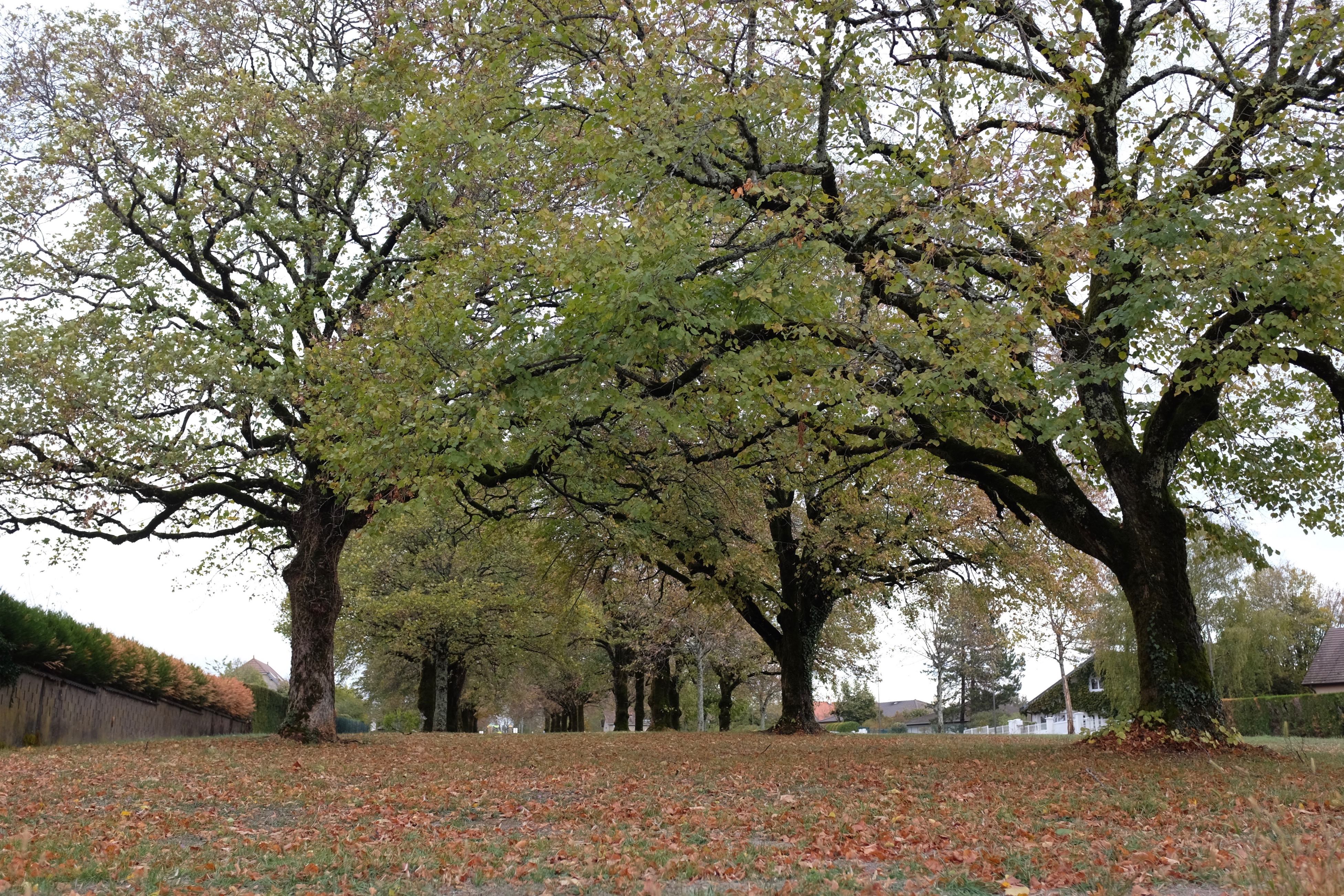 Gdplaceautomne