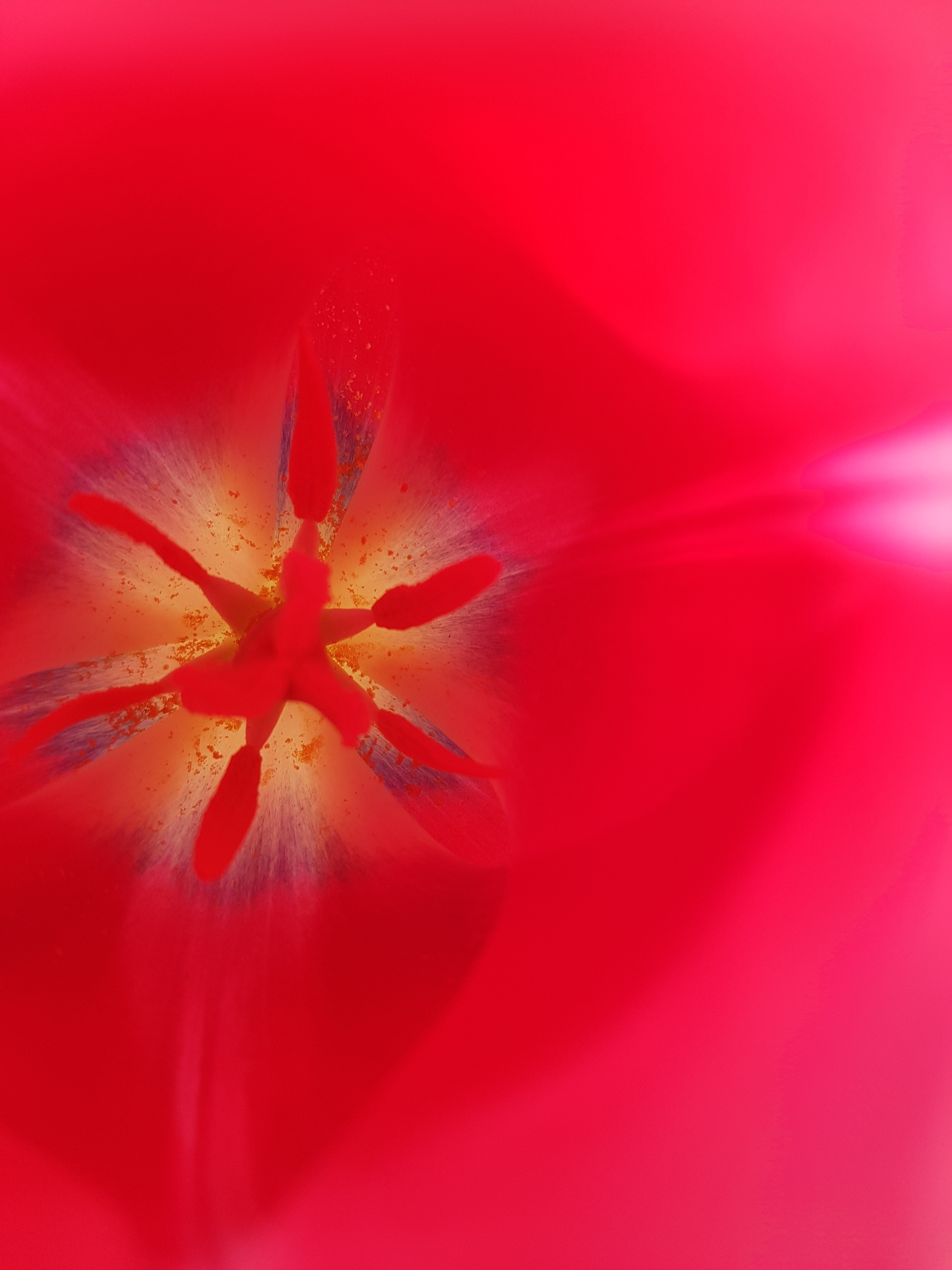 Tulipe1