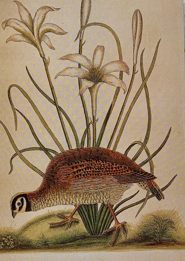 Perdix sylvestris