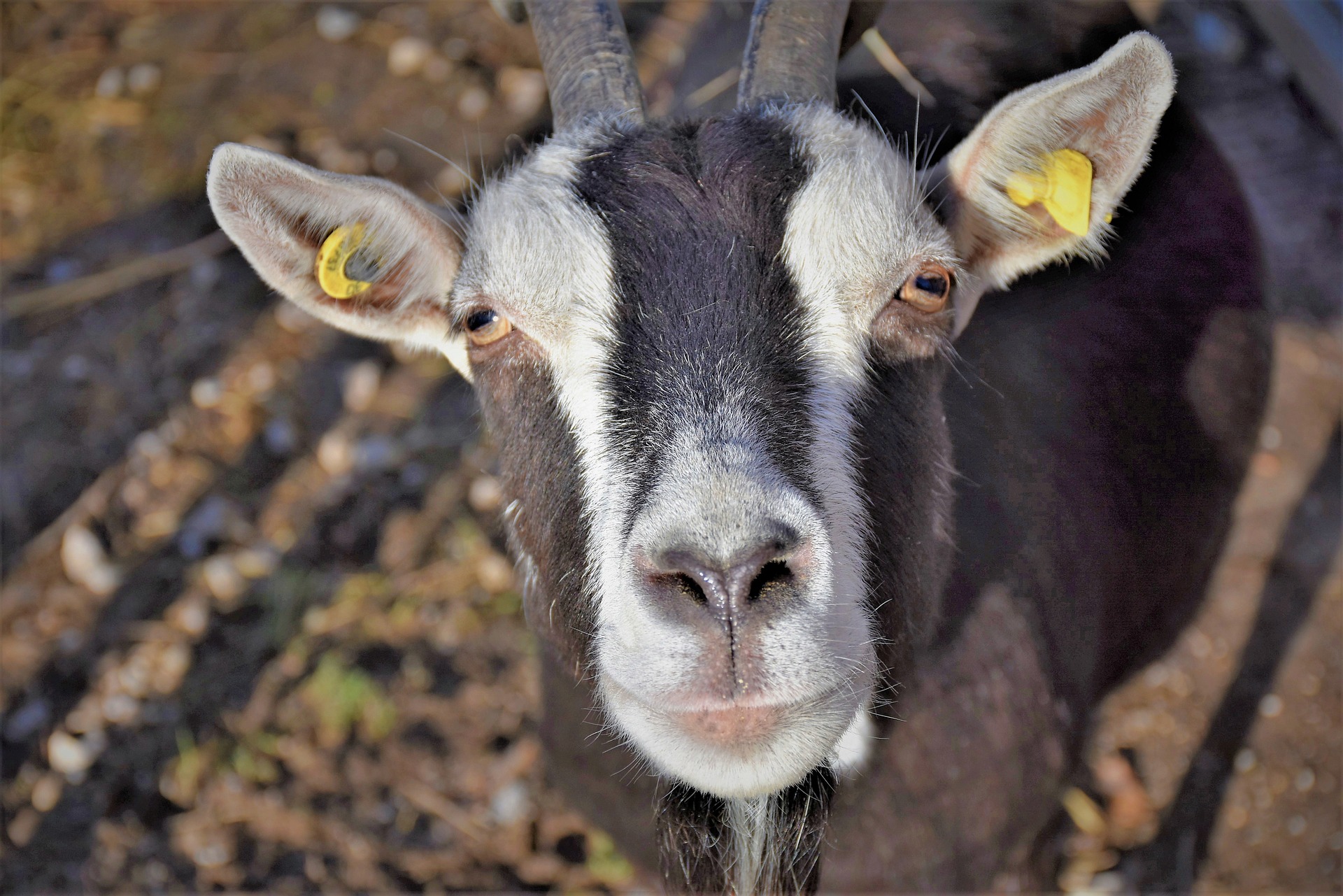Chevre