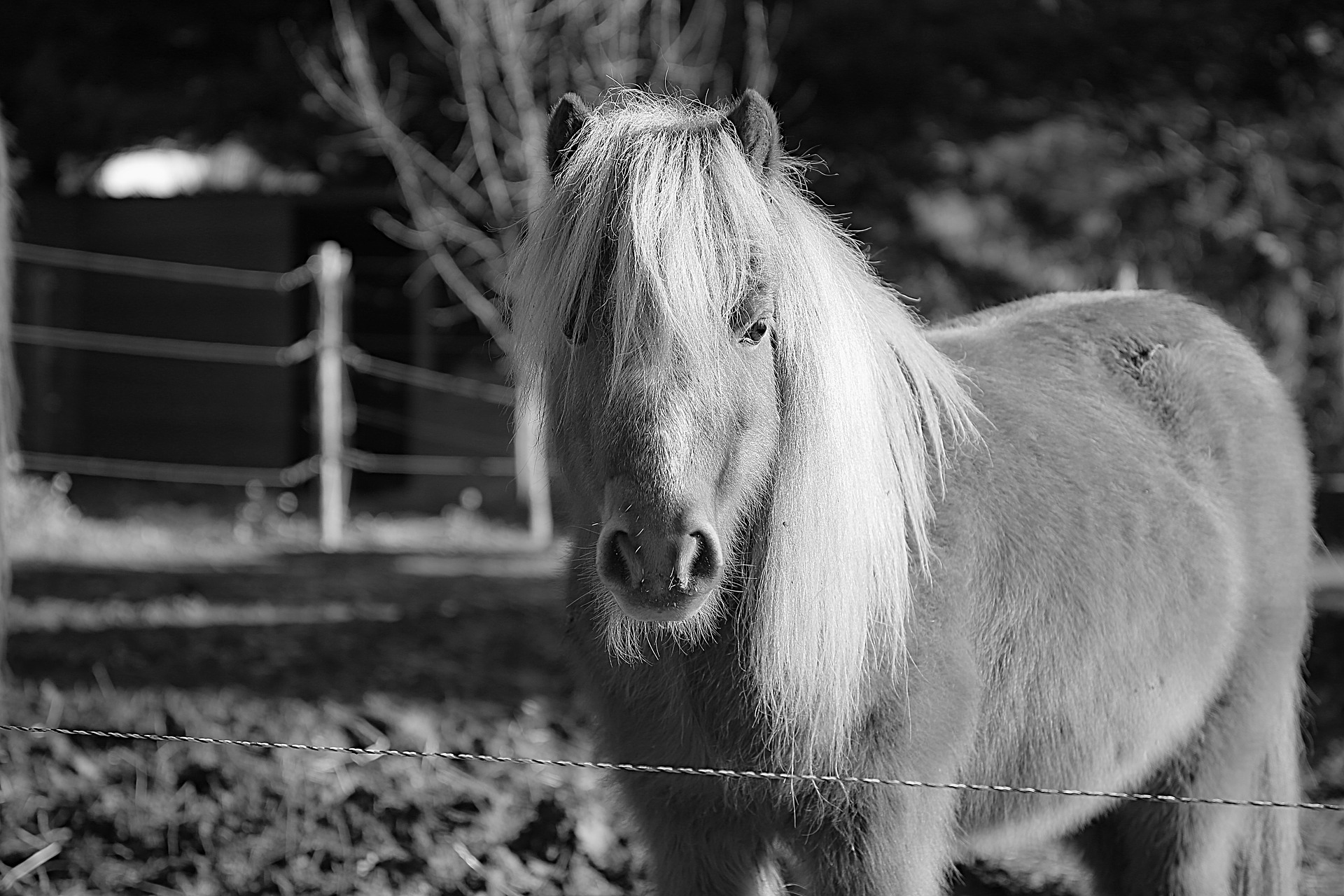 Poney