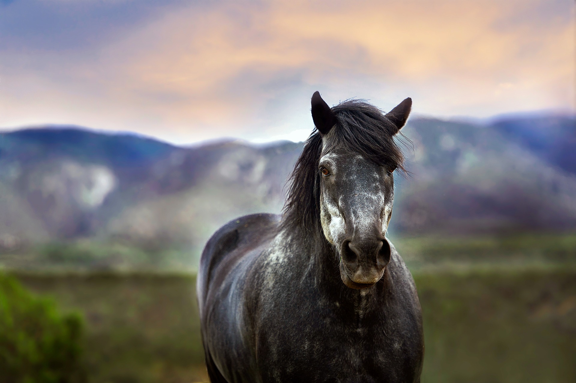Cheval