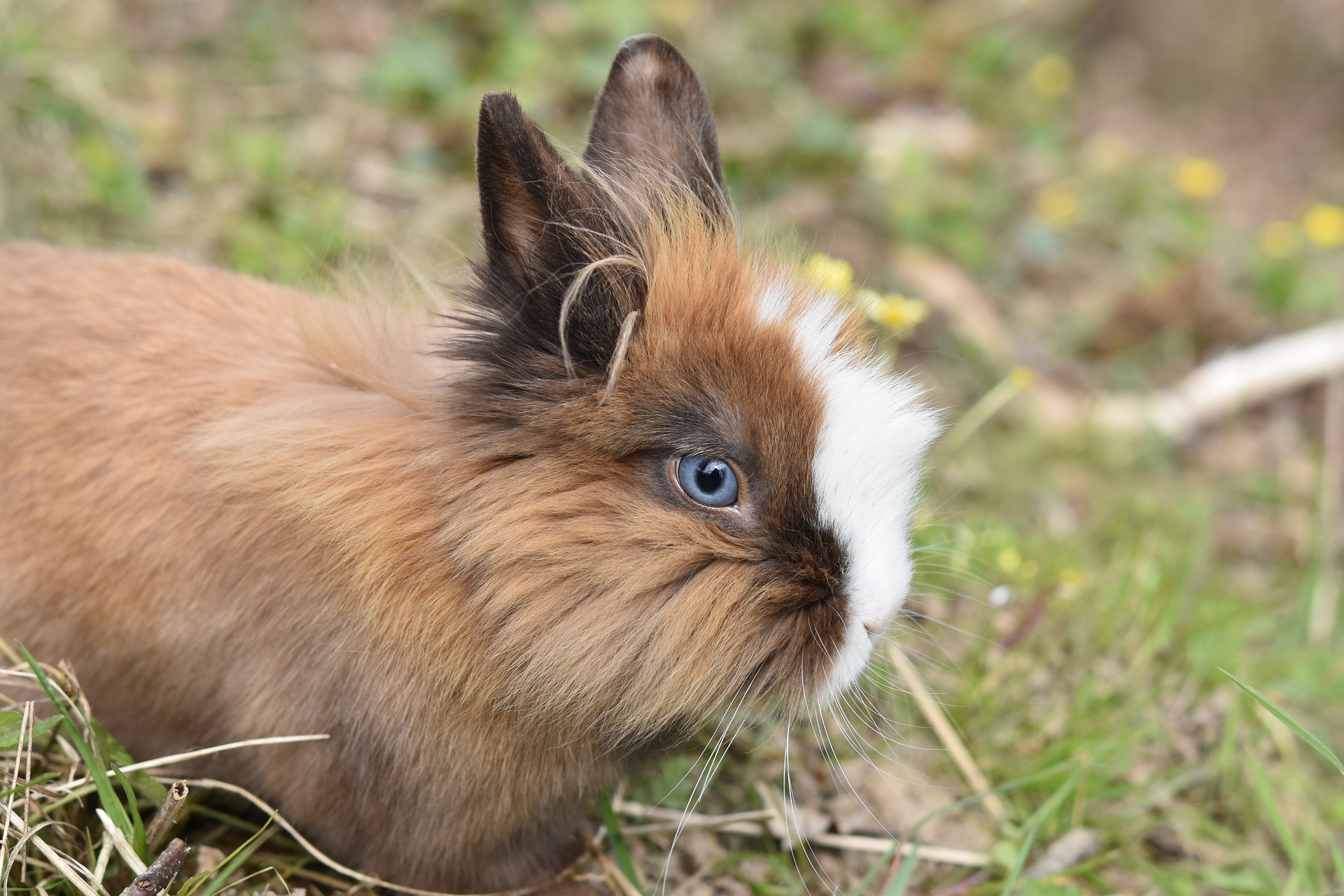 Lapin