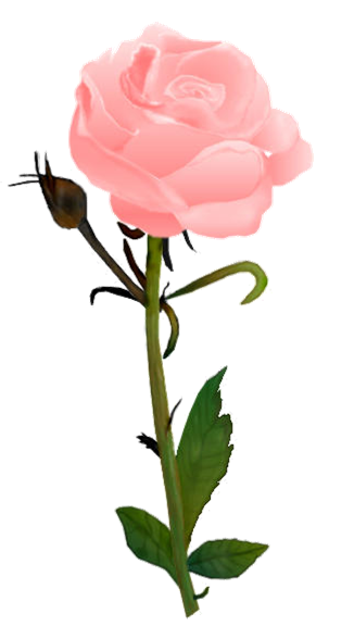 ROSE 01
