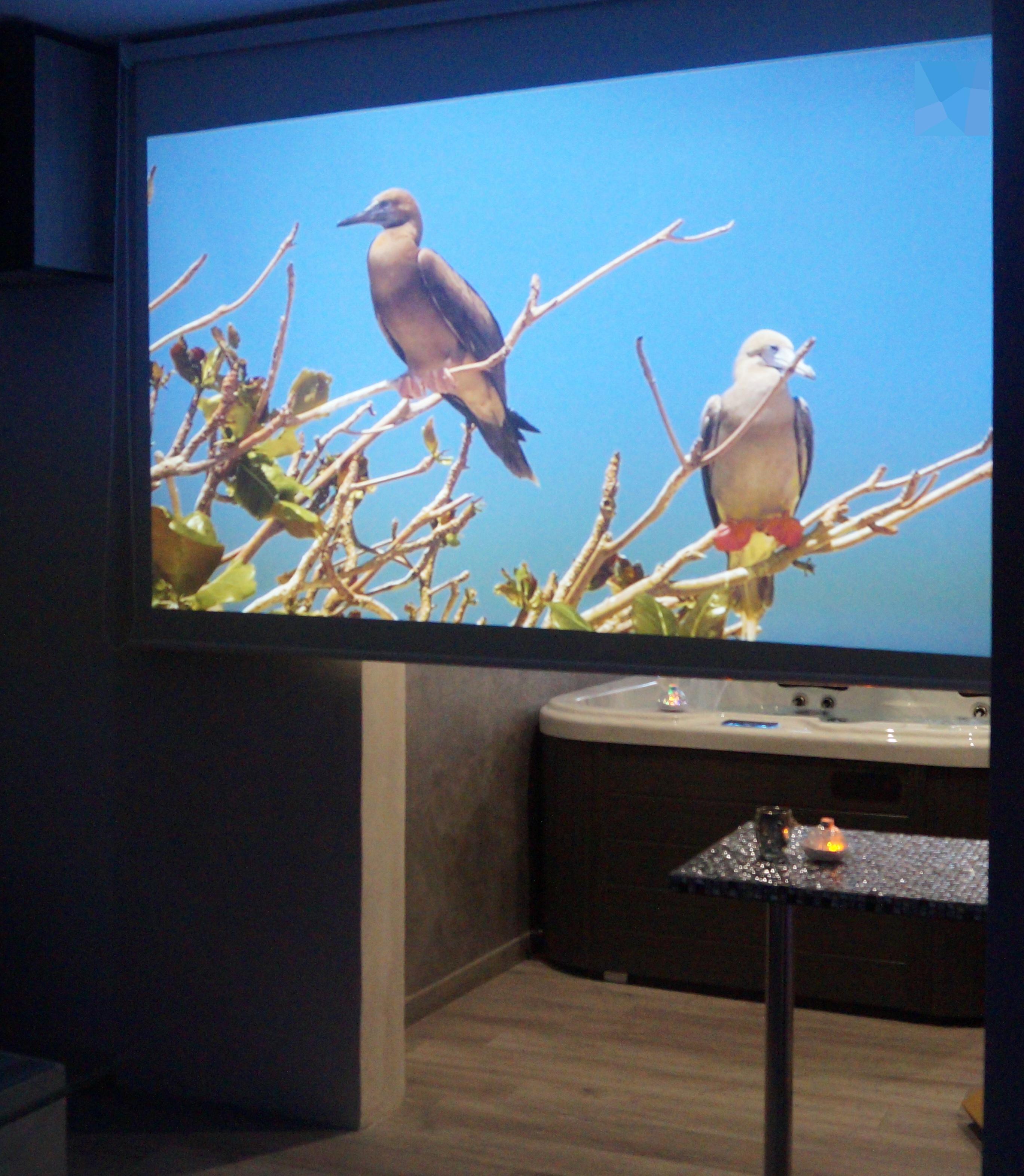 Ecran cinema oiseau recadre