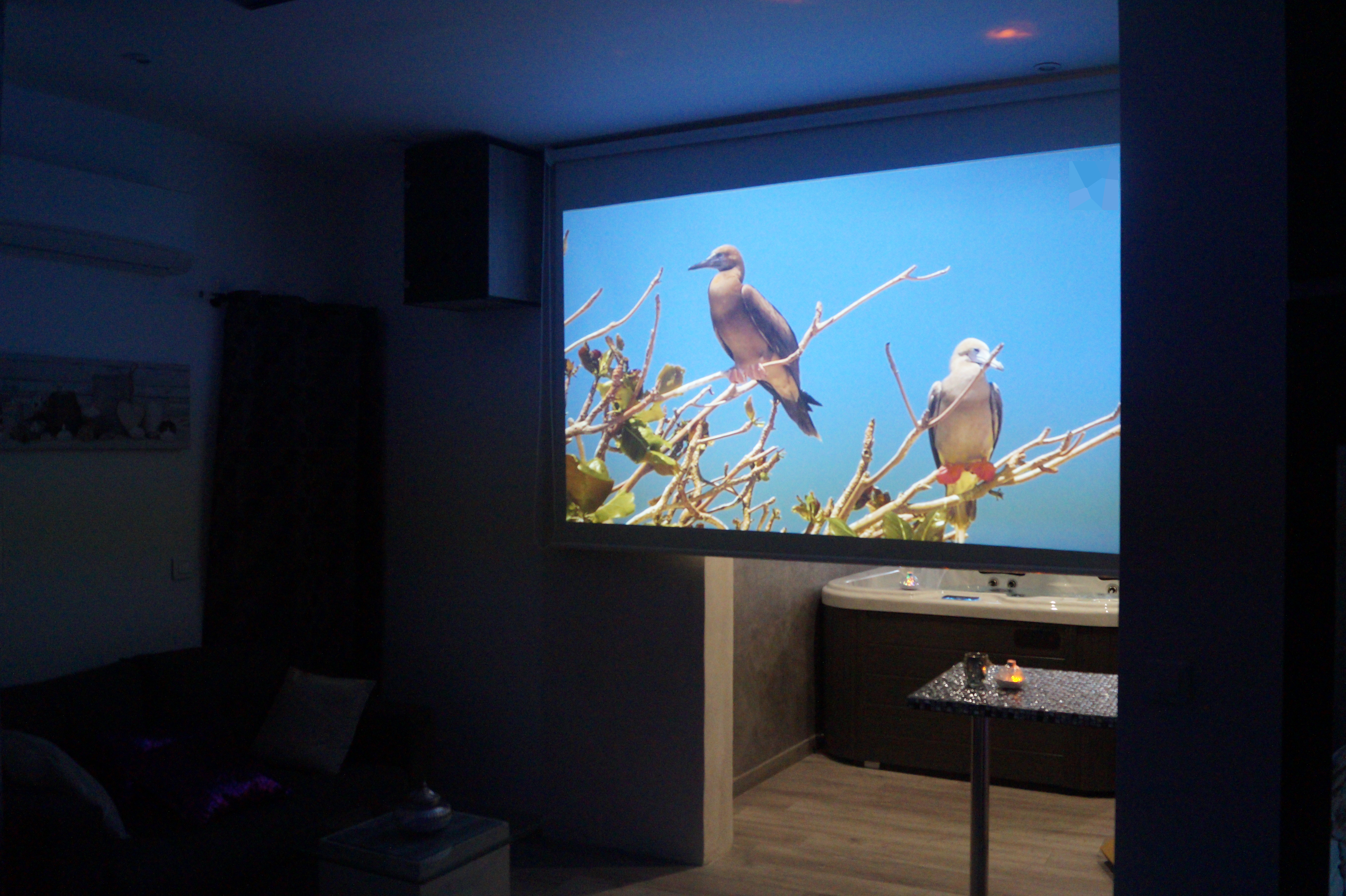 Ecran cinema oiseau modifie