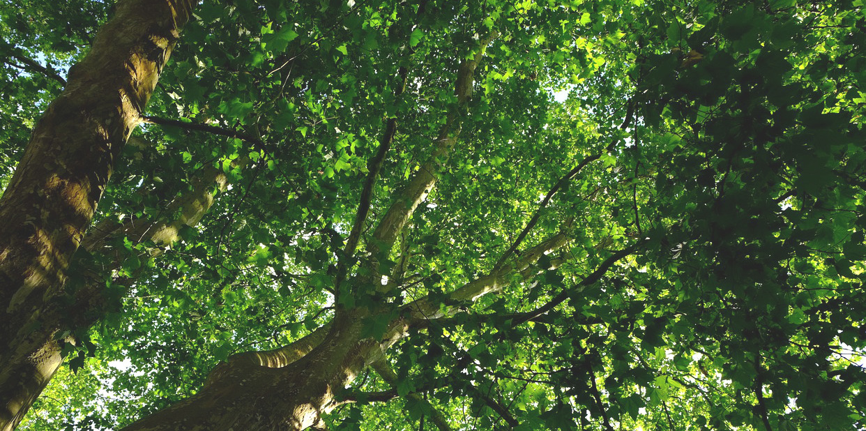 Feuilles arbre