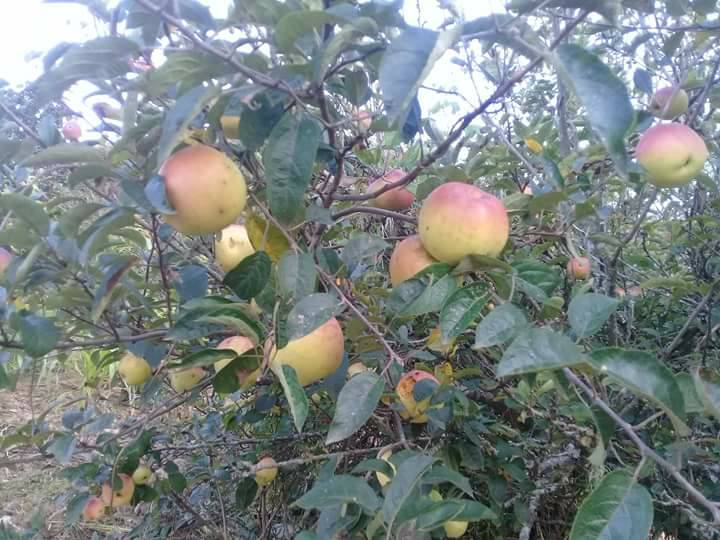 21078854 1882873265365642 8759866505936145516 n