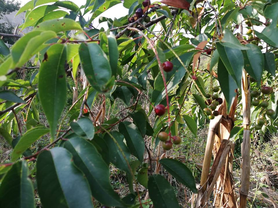 33094450 2059973790988921 7448736711728693248 n