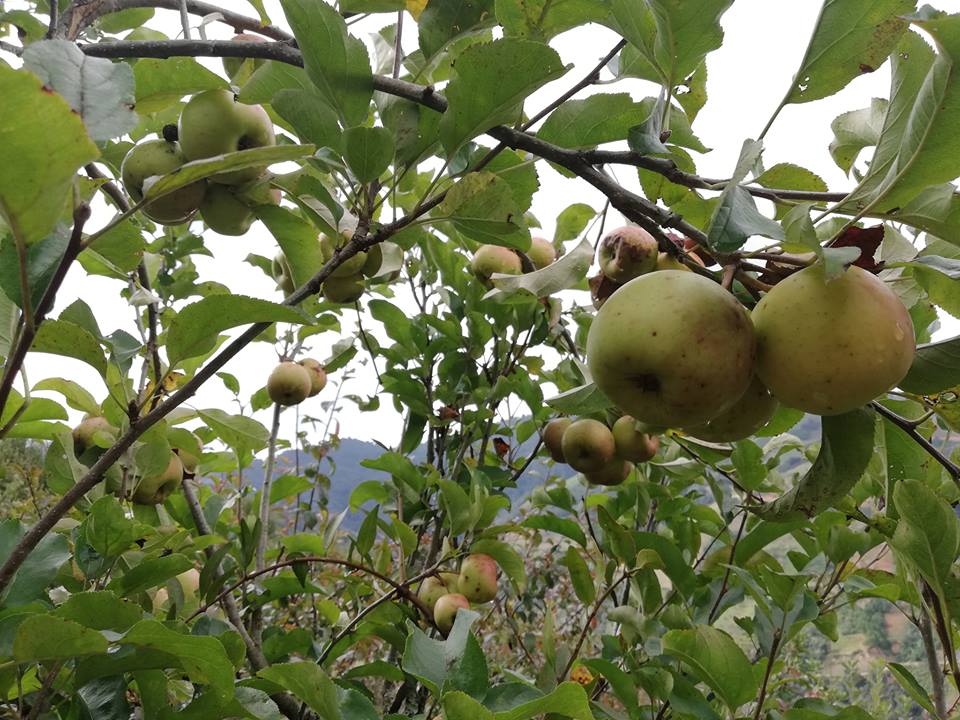 38212498 2127579774228322 2026319592627896320 n