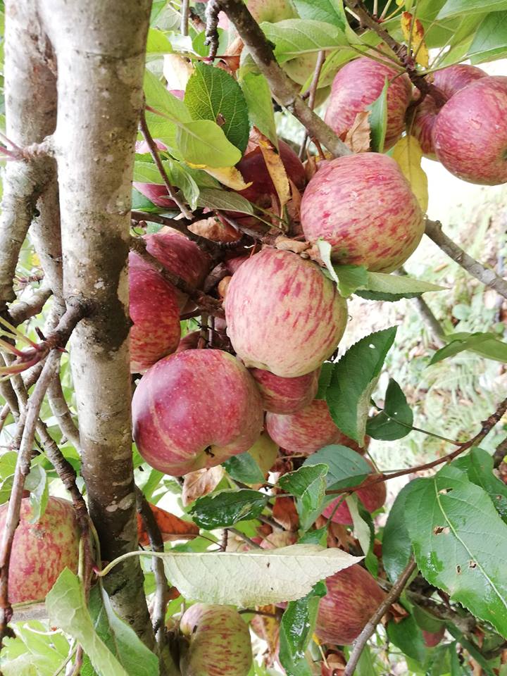 38223857 2127579254228374 1225393043297796096 n