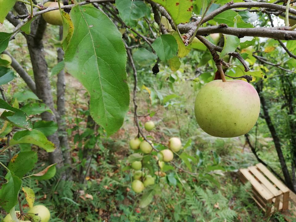 38273658 2127580474228252 3247406664923480064 n