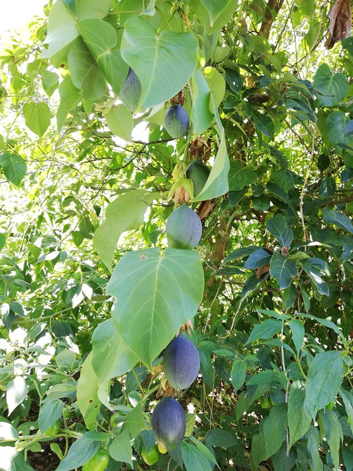 38406499 2130957363890563 4331898409813278720 n