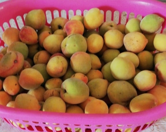 55618272 2303922413260723 7905690690510651392 n