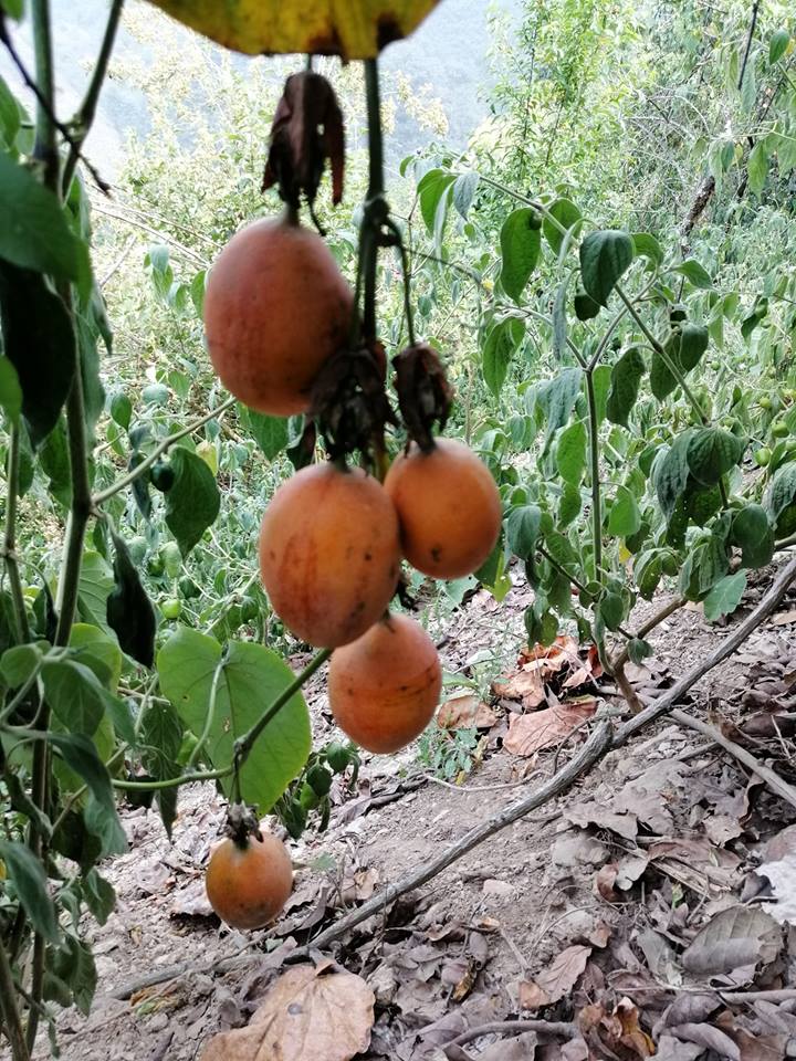 57978648 2321441541508810 4169898458225836032 n