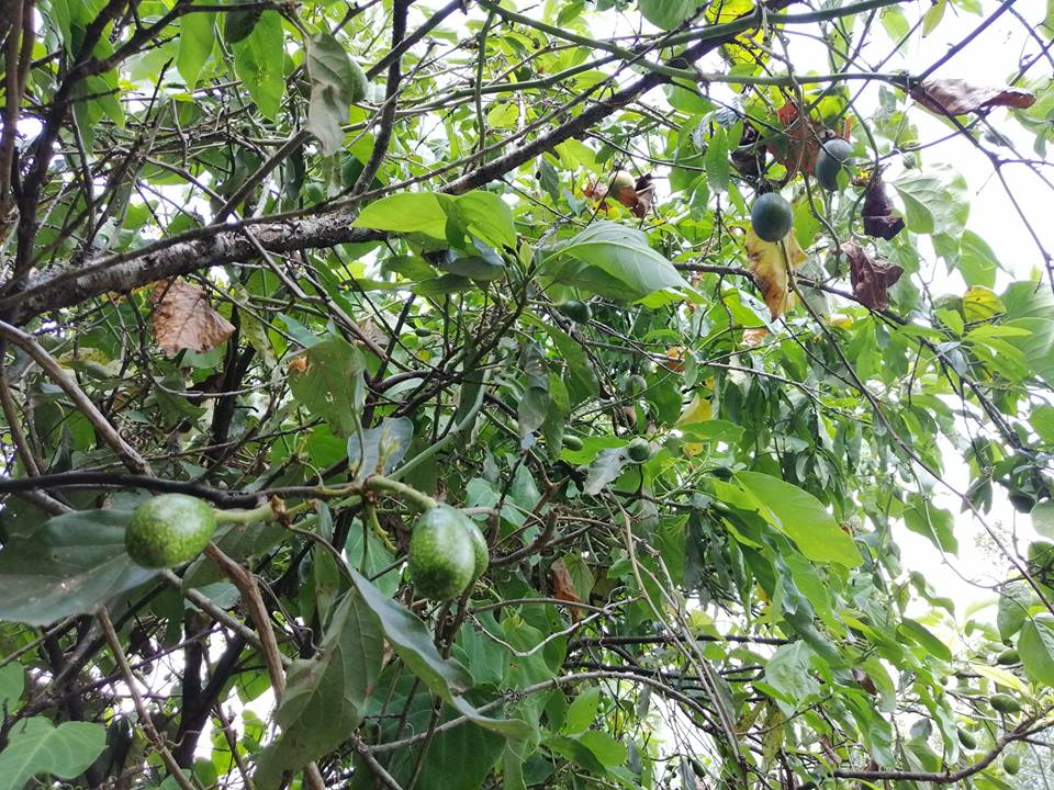 58003947 2321439861508978 5639878911094423552 n