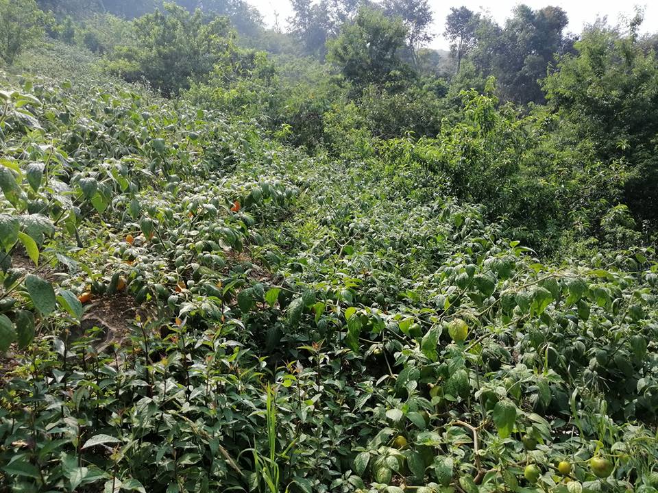 58379493 2321441104842187 954351426912387072 n