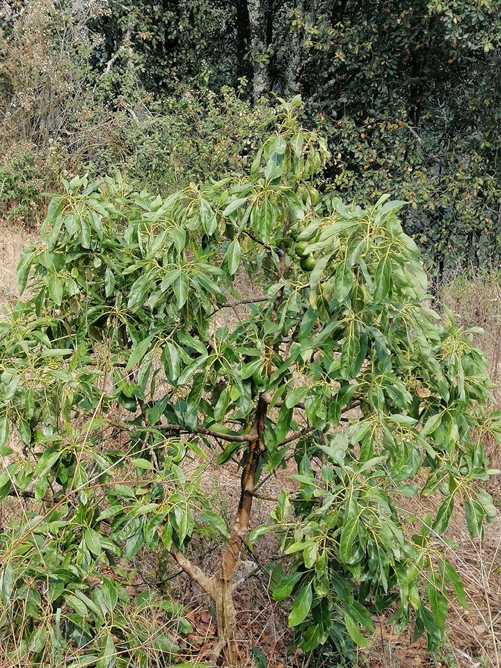 58543098 2321440878175543 364078755569729536 n